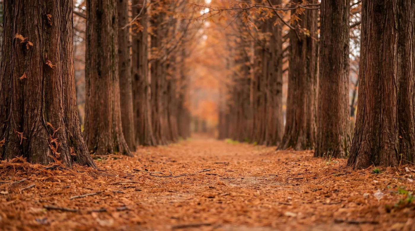 담양 러닝코스 3.4km — 1972년에 심은 나무 터널, 메타세쿼이아길 산책로 왕복런 — AI로 만든 분위기 참고 이미지